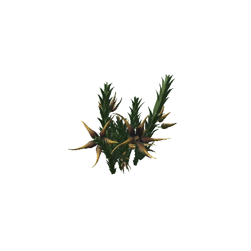 Flower Orbea caudata1